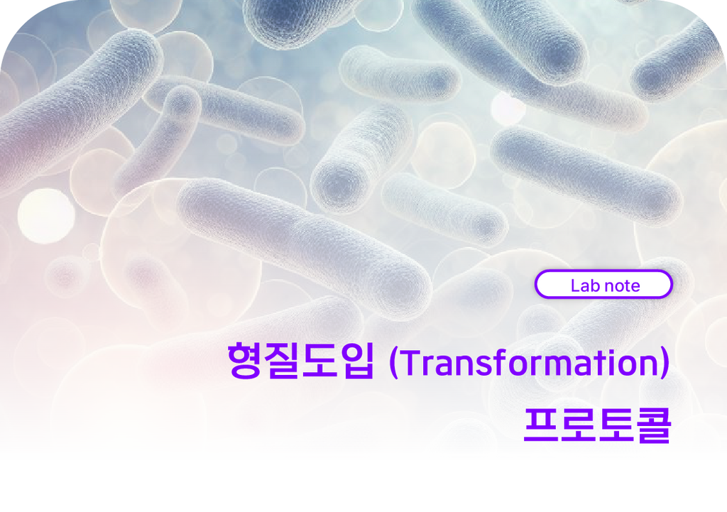 형질도입 (Transformation) 프로토콜