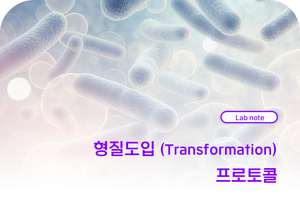 형질도입 (Transformation) 프로토콜