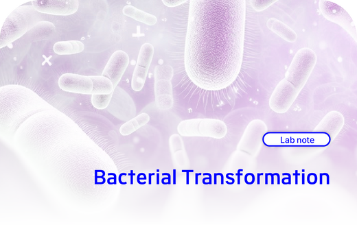 Bacterial Transformation