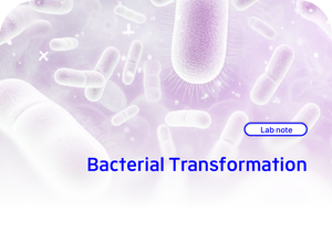 Bacterial Transformation