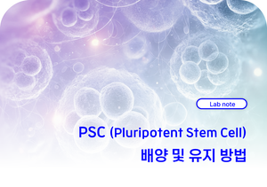 PSC (Pluripotent Stem Cell) 배양 및 유지 방법