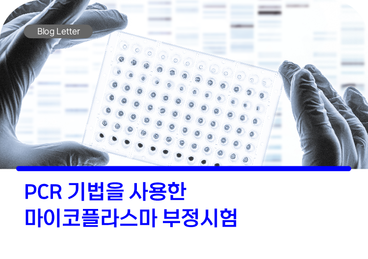 PCR 기법을 사용한 마이코플라스마(Mycoplasma) 부정시험