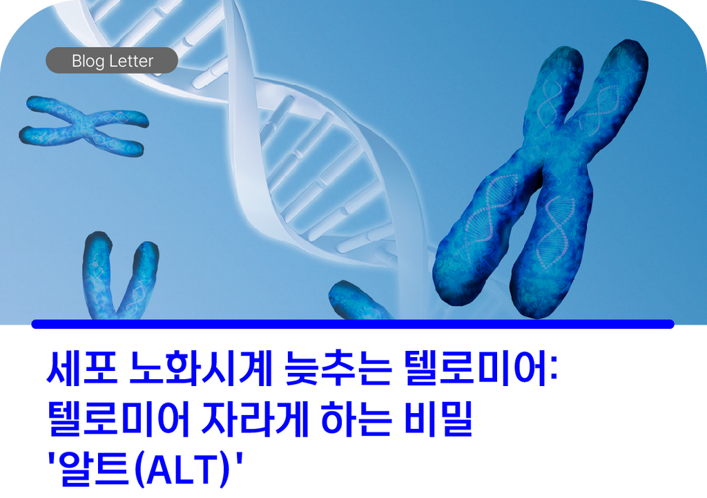세포 노화시계 늦추는 텔로미어 : 텔로미어 자라게 하는 비밀 '알트(ALT)'