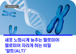 세포 노화시계 늦추는 텔로미어 : 텔로미어 자라게 하는 비밀 '알트(ALT)'