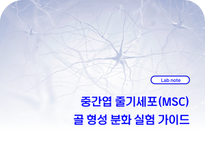 중간엽 줄기세포(MSC) 골 형성 분화 실험 가이드